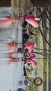 2.9K views · 38 reactions | “Beach” party at the Wetlands #wildlifephotography #birdphotography #wildlife #naturephotography #birding #nature #outdoors #floridaphotography | Images By John Delhotal | Facebook