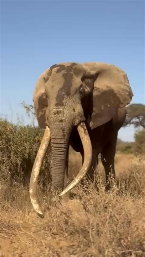 Big tuskers belongs to big boys.... | Benson Njapit