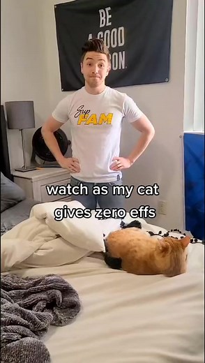 1.6M views · 65K reactions | not a care in the world  #comedy #funny #humor #cat #cats #memes #pet #fun #viral #trending #facebookreels #reel #reelsinstagram | Kurt Tocci | Facebook
