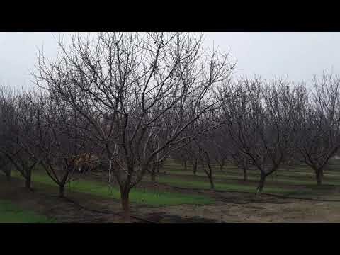 Pruning Almond Orchard