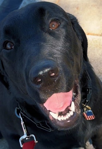 First time training a boy dog and maaaaan it’s a whole different ball game. #blacklab #labrador #dogtraining #goodboy