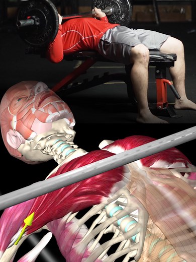 Master the Bench Press with Our Animation