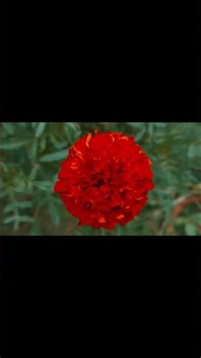 Daily Mini Vlog11/365#viral #trending #minivlog#reels#explore