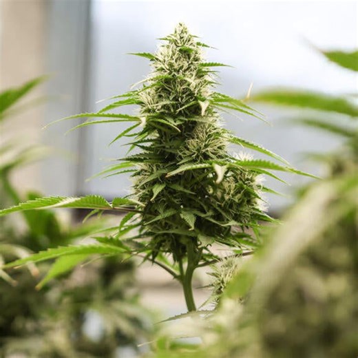 Justice Department eases restrictions on some marijuana products
