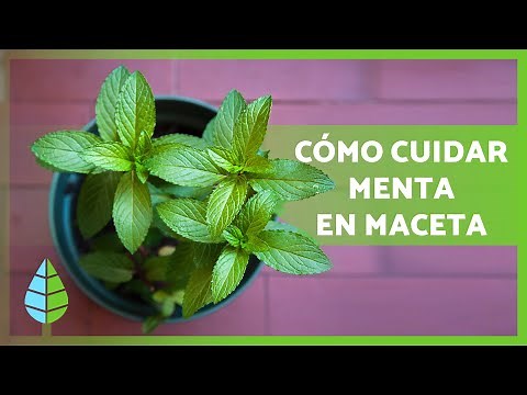 CUIDADOS de la MENTA en MACETA 🌿 ¡Poda, riego, reproducción y MÁS!