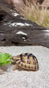 281K views · 88K reactions | She’s one adorable tiny tortoise 凉 | Garden State Tortoise | Facebook