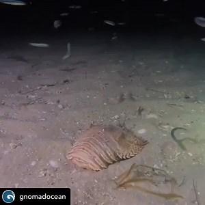 They come out at night...and they’re not aliens. 👽 They’re Balmain bugs! 🦞 These tasty crustaceans are a type of slipper lobster, a cousin to the Morton Bay bug, which can be found amongst the sand in Victorian waters. They have no pincers, instead using short wide antennae to dig into sand in search of food. The recreational bag limit for these guys is 5 🙌🏻 Epic footage by @gnomadocean 🦞🤘 #fisheriesvic #freediving #fishingvictoria #portphillipbay #balmainbugs | Victorian Fisheries Authori