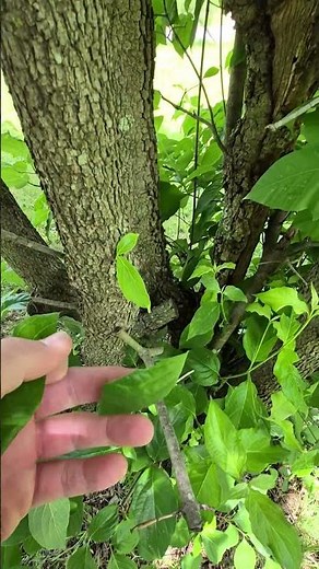 Flowering Dogwood Identification