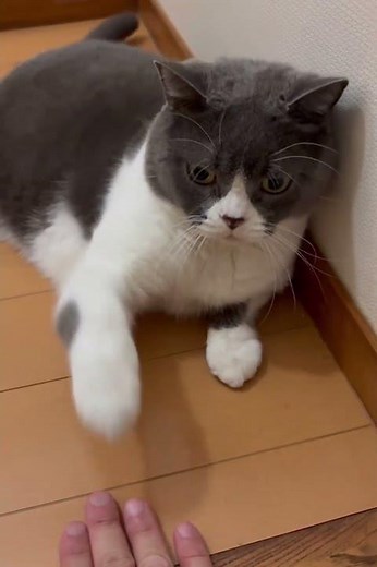 #ねこのいる生活
