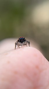The perfect peacock! Peacock jumping spiders are among some of the most iconic and beautiful jumping spiders on earth, equipped with a beautiful fan-like display they use to attract mates! These lovely spiders were among some of my top targets to find in Australia, but their small size made them tricky to find on my recent trips! Finally last year, I was able to find some good habitat and we ended up finding over 30 individuals! It was like a dream come true! But we didn’t just hope to see these