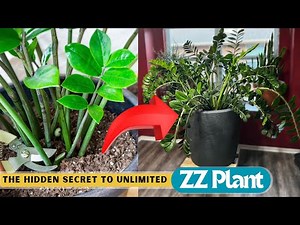 10 Things You're Doing WRONG with Your ZZ Plant Care