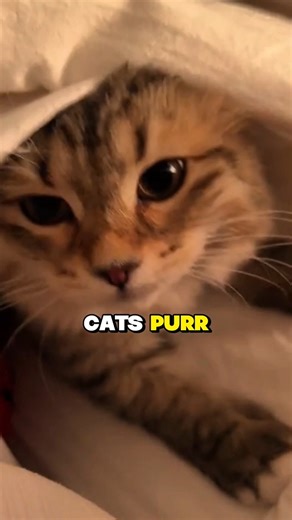 Why Cats Purr 😺 (The Surprising Science Behind the Sound!) | Cat Secrets #Shorts