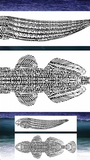 SpecEvo Bite: alien skeletons?