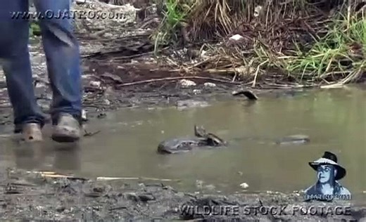 Giant Snake Attack 01, Python vs Human