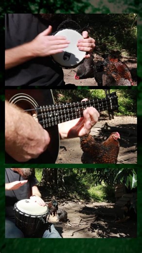 This one's a little djembe jam with the chickens. I added the bass line last, and it isn't from anything in particular. Most of my chickens (all but 1) are really old and don't lay much anymore, but they're still nice to have around. It's probably time to try and hatch a fresh batch of chicks to take the egg laying roll on🐣 Like, comment, and share! It helps a lot and is really appreciated💜🤙 Subscribe/follow for more bush studio clips!🌳🎵 You can find my music everywhere online, go have a li