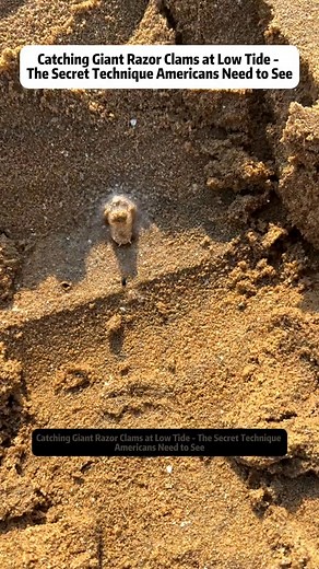 Catching Giant Razor Clams at Low Tide - The Secret Technique...