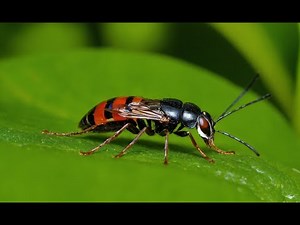 The Ultimate Guide to Garden Pest Control: Natural and Effective Solutions!