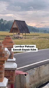 Suasana Sore di Pesawahan Bapak Kdm di Lembur Pakuan Subang Jawa Barat #kdm #subang | SiGoceng Real