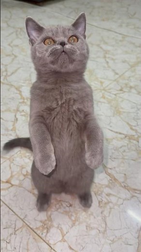 Cat Training to Stand on Two Legs 🐱✨ | Smart Kitty Learning Trick!