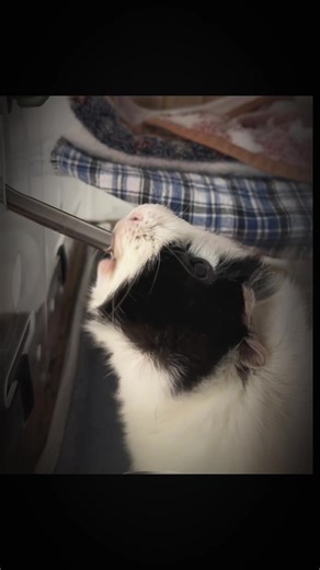 Chugging Water Like a Pro: Ricky's H2O Challenge