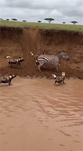 Wild Dogs Hunt Zebra | Intense Wildlife Encounter