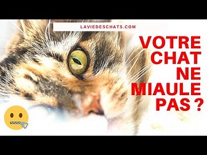 Why isn't your cat meowing? 🐱