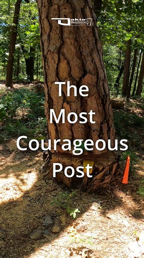 Using A 50CC Chainsaw To Fell A Tree! Husqvarna #50cc #Chainsaw #chainsawman #treeservice #felling | Oakie Woodsman