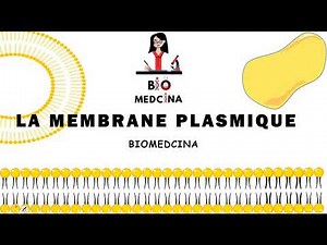 La Membrane Plasmique تبسيط درس الغشاءالهيولي