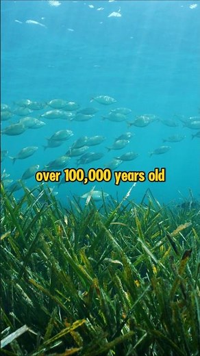 How The Mediterranean Actually Breathes