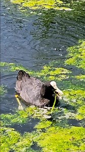 🥬🍽😋 Goinfre N°11