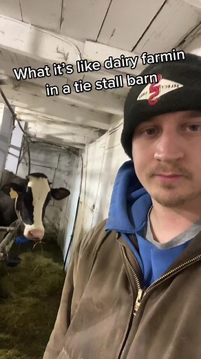 Efficient Dairy Farming Methods for Healthy Cows