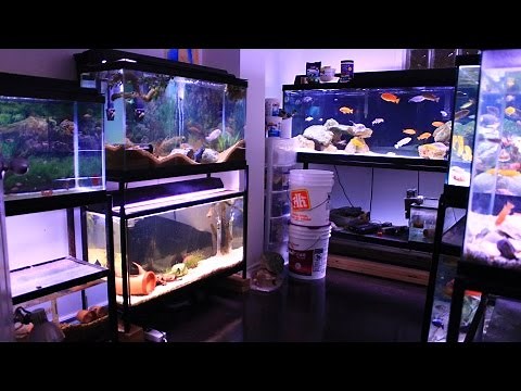 FISH ROOM TOUR