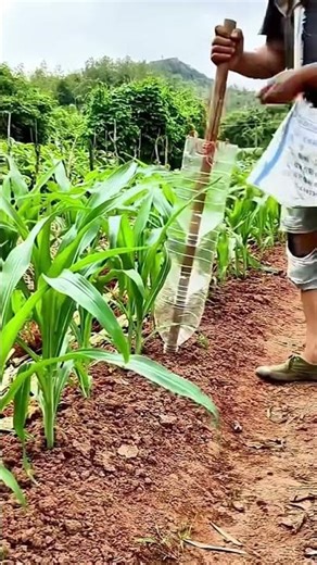 Making a very good corn seed planting tool