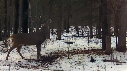 All bucks will make scrapes at some point during the fall. Generally, the oldest and most dominant males are among the first to reopen and revisit traditional scrape sites that have been used in previous years. They are also often the first to abandon them. When the rut reaches its peak, these mature males devote most of their energy to locating and tending receptive does, and scrape activity drops off significantly. Toward the end of the rut, however, scrape activity often increases again among