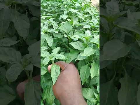 Diagnosing THRIPS damage on pepper plant