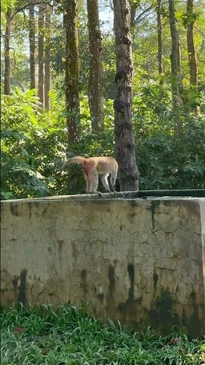 Monkey fighting in cold water 🤣🐒