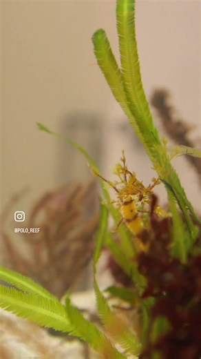 9.3K views · 447 reactions | Introducing our newest tank and fish...