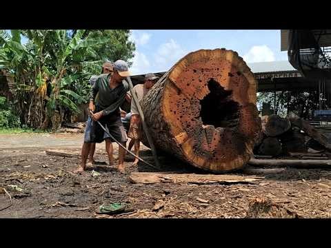 A Peek Inside the Largest Diesel Powered Sawmill – The Legacy of the Monster Trembesi Wood
