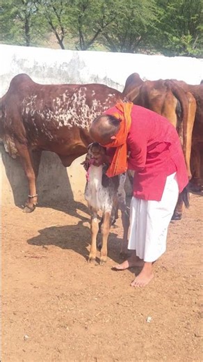 श्रृड्ङ्ग मूले स्थितो ब्रह्मा श्रृड्गमध्येतु केशवः। सर्व देवाः स्थिता देहं सर्व देवमयी हि गौ