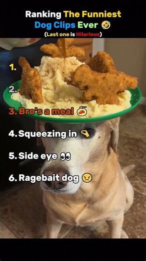 Ranking The Funniest Dog Clips Ever! 🤣 #shorts #usa #dogs #funny