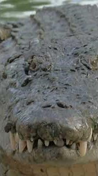 What are "crocodile tears"? | NATURE Shorts | PBS