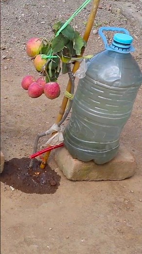 how to make home made drip irrigation system #dripirrigationsystem #irrigationmethod