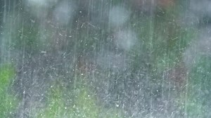 Rainfall on the Green Grass Surface