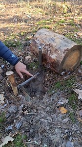 ROLLING TRAP #forest #trap #tips #outdoors #survival #skills #bushcraft #camping #ticks #campinglife | Trap Three