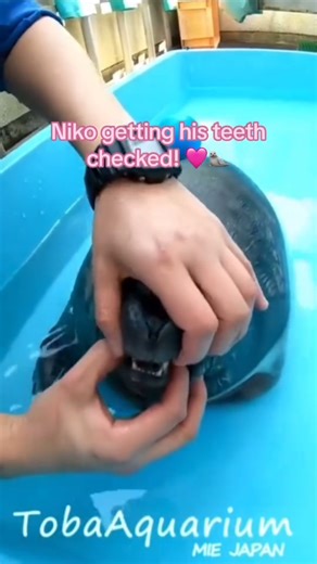 aquariumloyal on Instagram: "Niko’s checkup! 🦭🩷 video credits to toba aquarium! Note the captions are automatically generated and may not be accurate! #s - 📸 Source: @ babiesealies on TikTok All credit are reserved for their respective Owners - ⚠️Credit or delete=> Message @ fixposts - - - - #aquaticplant#plantedaquarium#aquariumfish#natureaquarium#aquariumlife#aquascaper#aquariumofinstagram#nanotank#reefkeeping#nationalaquarium#tropicalfish#freshwaterfishtank#plantedaquariums#ada45p#twinstar