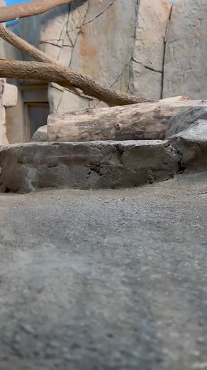 POV - being stalked by a black footed cat. | Cincinnati Zoo & Botanical Garden