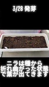 【ニラ 種まきから発芽、現在まで！】#ニラ#家庭菜園太郎#Shorts#家庭菜園#家庭菜園初心者#家庭菜園記録#プランター栽培
