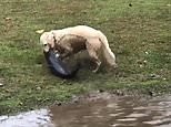Dog catches huge catfish and drags it out of lake