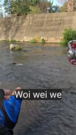 Strike ikan mas spek galatama #fishing #microfhising #mancing #anglersagala #angler