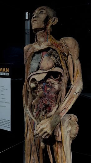 13K reactions · 787 shares | They’re all real… Bodies Human in Gatlinburg, TN #smokymountains #humananatomy #stemeducation #snowfall #bodiesbodiesbodies #stem | Bodies Human | Facebook